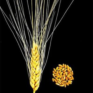 Durum Wheat Grain