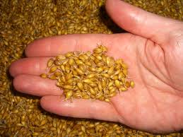 Malting Barley